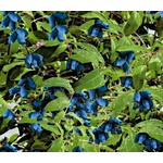 Eetbare tuin-edible garden Lonicera caerulea "Duet" - Honingbes