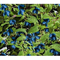 Eetbare tuin-edible garden Lonicera caerulea "Duet" - Honingbes