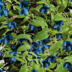 Eetbare tuin-edible garden Lonicera caerulea "Duet" - Honingbes