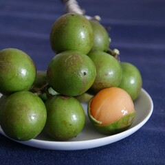 Eetbare tuin-edible garden Melicoccus bijugatus - Knippa