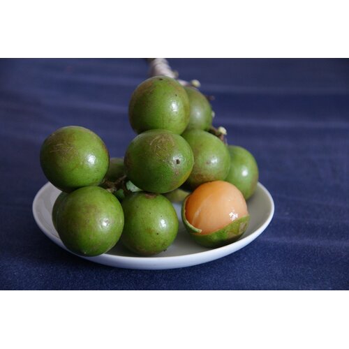 Eetbare tuin-edible garden Melicoccus bijugatus - Knippa