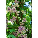 Bloemen-flowers Akebia quinata "Alba" - White Chocolate Vine