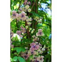 Bloemen-flowers Akebia quinata "Alba" - Witte Schijnaugurk