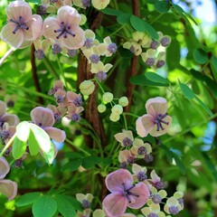 Bloemen-flowers Akebia quinata "Alba" - Witte Schijnaugurk