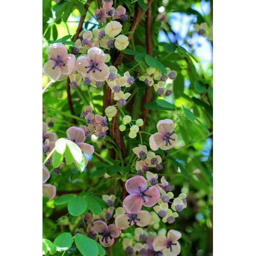 Bloemen-flowers Akebia quinata "Alba" - Witte Schijnaugurk