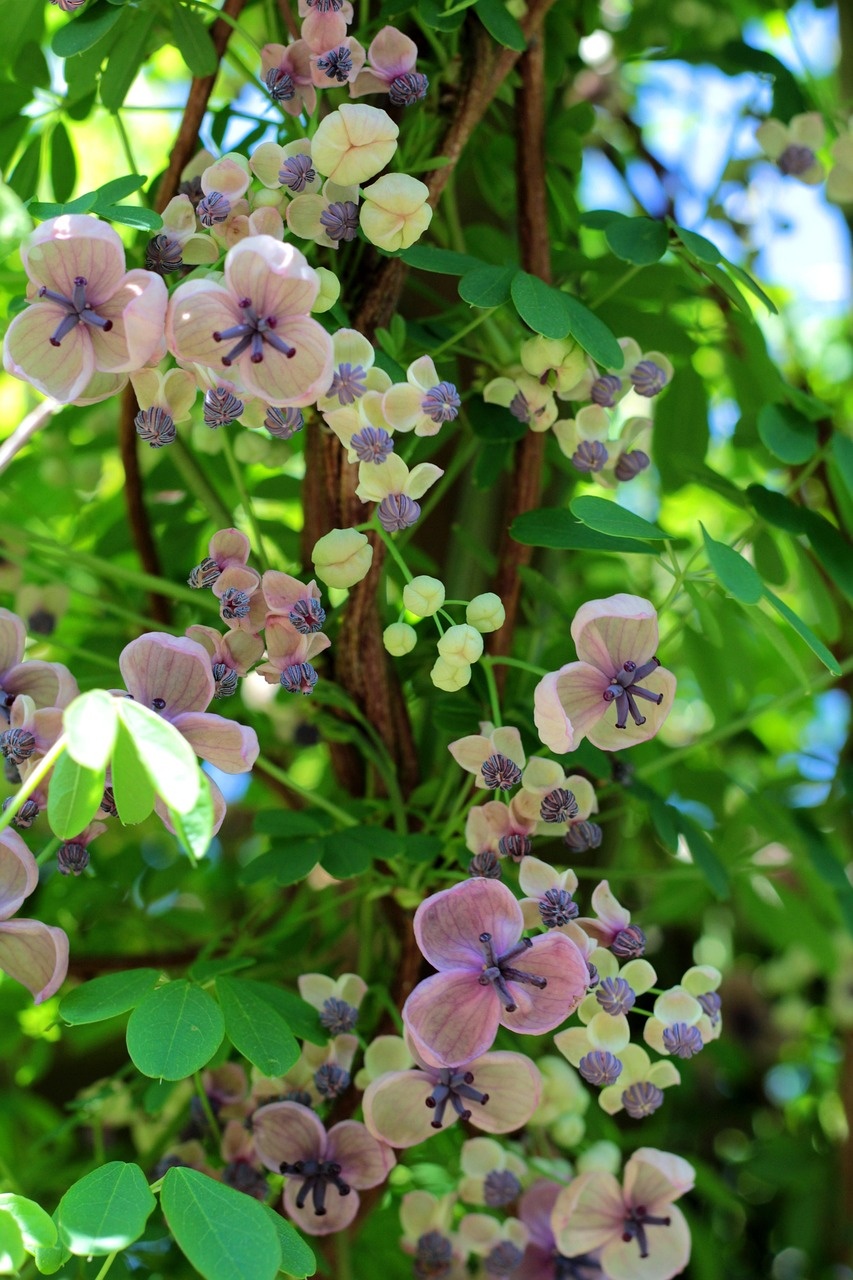 Akebia quinata "Alba" - Witte Schijnaugurk - Palma Verde Exoten