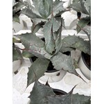 Woestijn-desert Agave parrasana