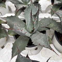 Woestijn-desert Agave parrasana