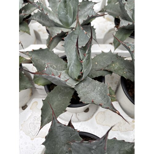 Woestijn-desert Agave parrasana