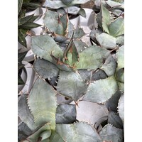 Woestijn-desert Agave titanota