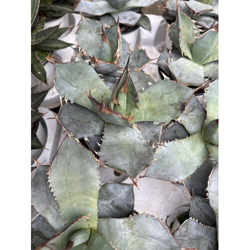 Woestijn-desert Agave titanota