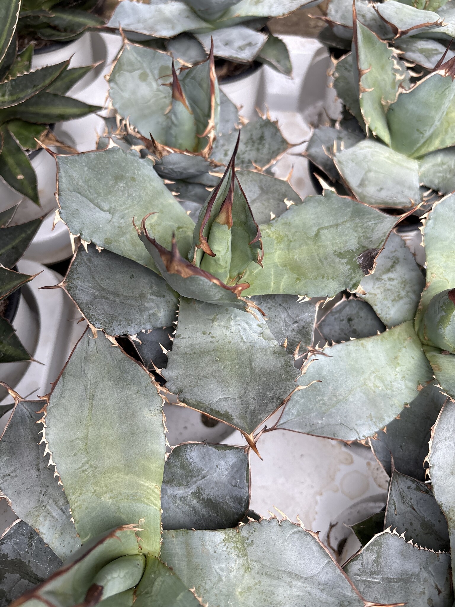 Agave titanota - Palma Verde Exoten