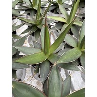 Woestijn-desert Agave impressa