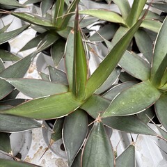 Woestijn-desert Agave impressa