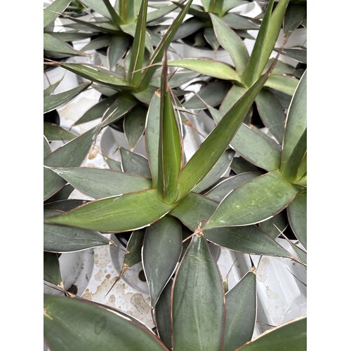 Woestijn-desert Agave impressa