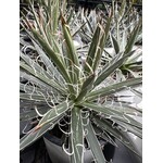 Woestijn-desert Agave filifera