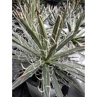 Woestijn-desert Agave filifera