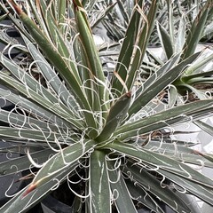 Woestijn-desert Agave filifera