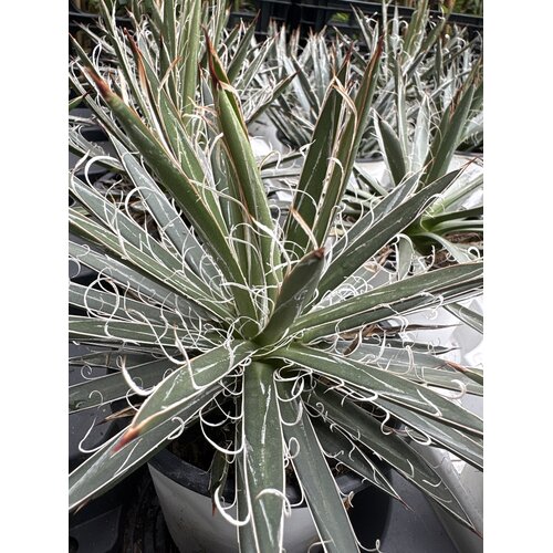 Woestijn-desert Agave filifera