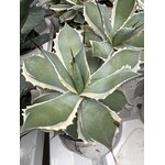 Woestijn-desert Agave potatorum