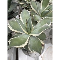 Woestijn-desert Agave potatorum