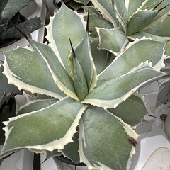 Woestijn-desert Agave potatorum