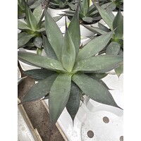 Woestijn-desert Agave Blue Ember