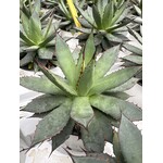 Woestijn-desert Agave filifera isthmensis