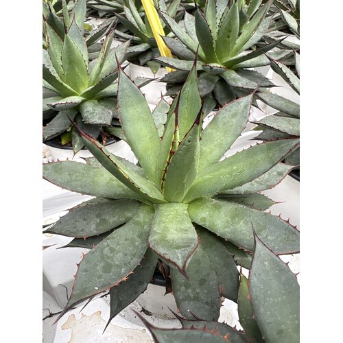 Woestijn-desert Agave filifera isthmensis