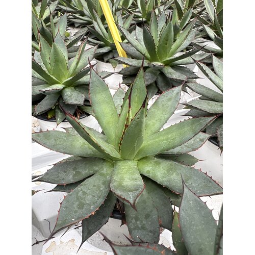 Woestijn-desert Agave filifera isthmensis