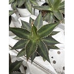 Woestijn-desert Agave lophanta