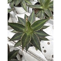 Woestijn-desert Agave lophanta