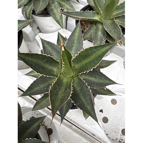 Woestijn-desert Agave lophanta