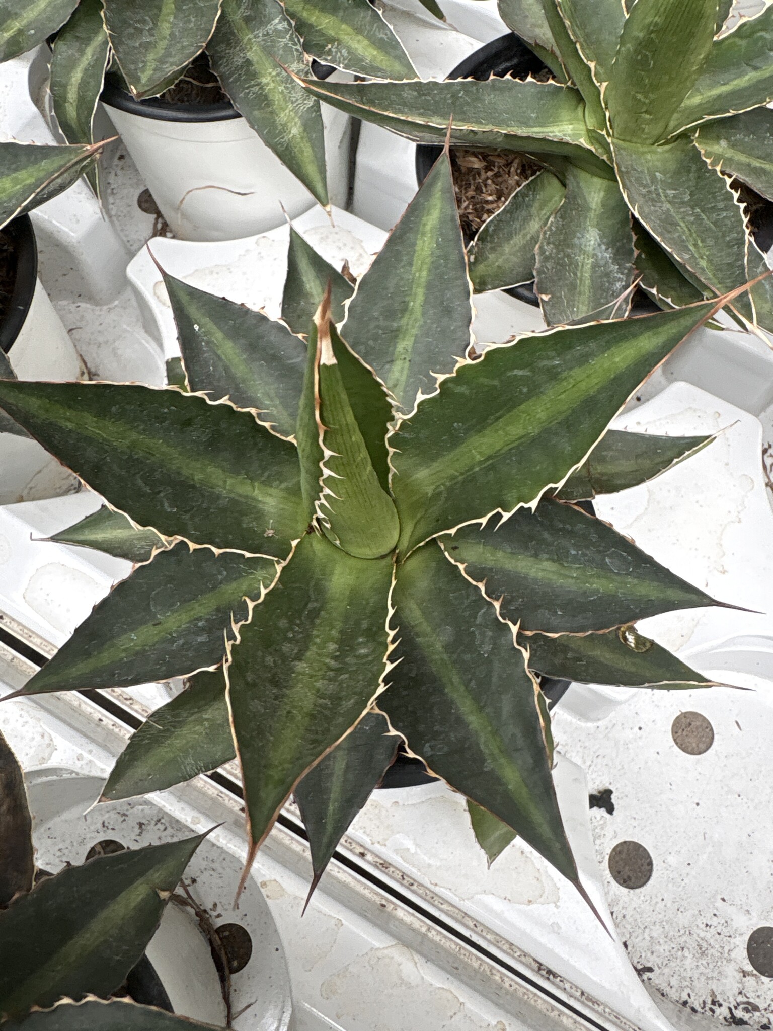 Agave lophanta - Palma Verde Exoten