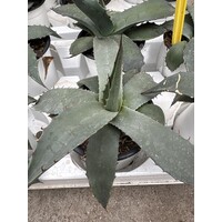 Woestijn-desert Agave salmiana