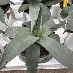 Woestijn-desert Agave salmiana