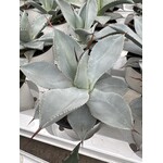 Woestijn-desert Agave colorata celsii nova blue