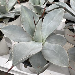 Woestijn-desert Agave colorata celsii nova blue