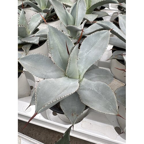 Woestijn-desert Agave colorata celsii nova blue