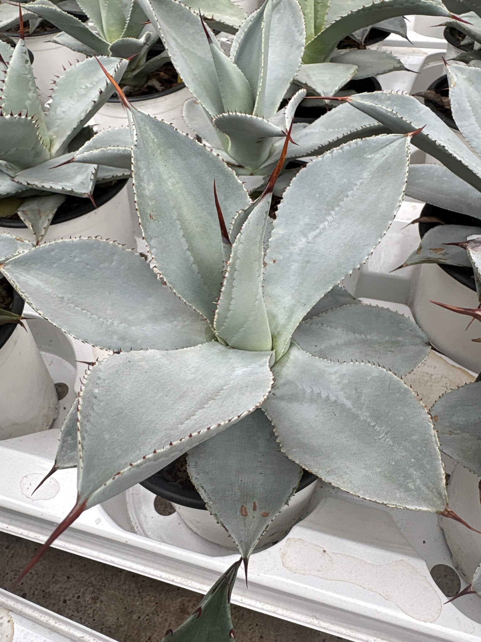 Agave colorata celsii nova blue - Palma Verde Exoten