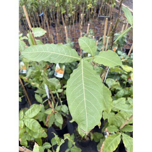 Eetbare tuin-edible garden Melicoccus bijugatus - Knippa