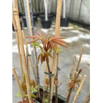 Eetbare tuin-edible garden Aesculus indica - Indische paardenkastanje