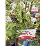 Eetbare tuin-edible garden Lonicera caerulea "Leningrad Giant" - Chèvrefeuille bleu