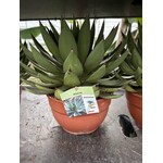 Woestijn-desert Agave aristocrat