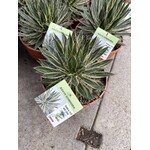 Woestijn-desert Agave schidigera "Shira Ito No Ohi"