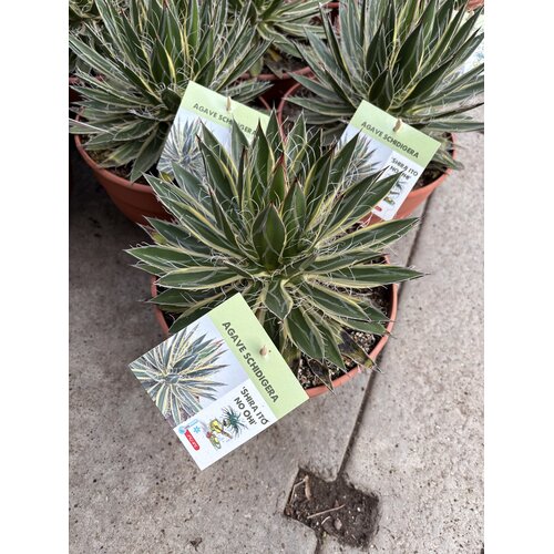 Woestijn-desert Agave schidigera "Shira Ito No Ohi"