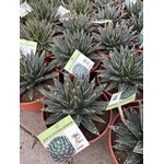 Woestijn-desert Agave victoria-reginae