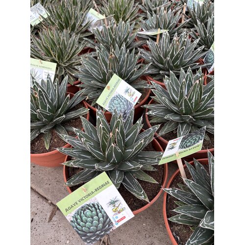 Woestijn-desert Agave victoria-reginae