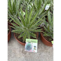 Woestijn-desert Agave schidigera