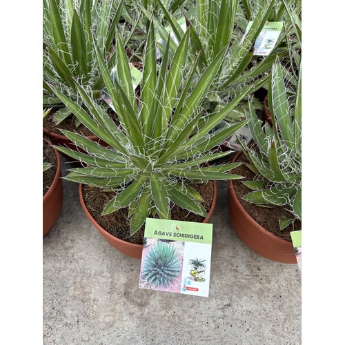 Woestijn-desert Agave schidigera